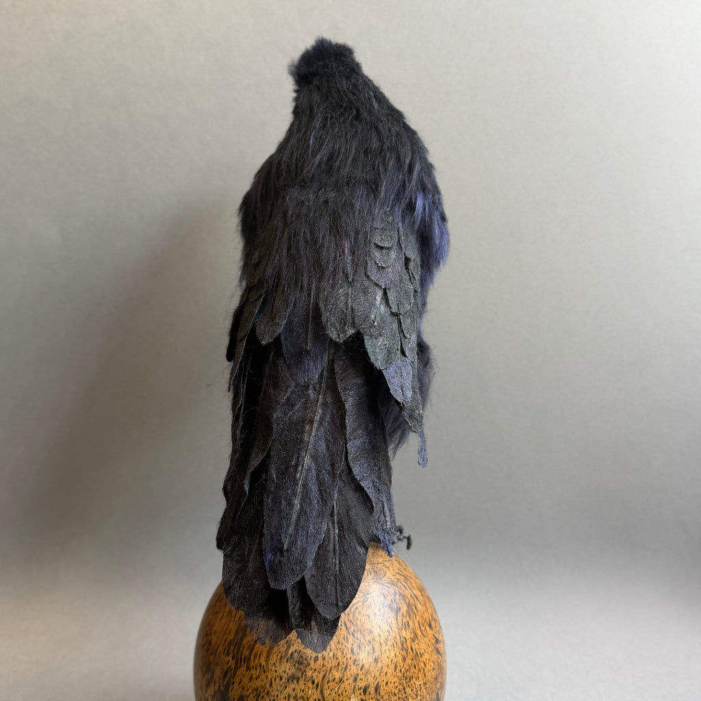 Needle Felted Raven on Burwood ‘Frith’