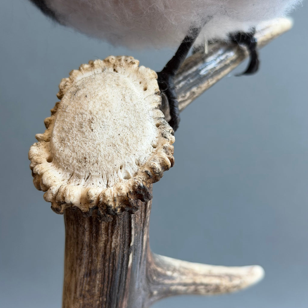 Needle Felted Magpie on Horn ‘Morgana’