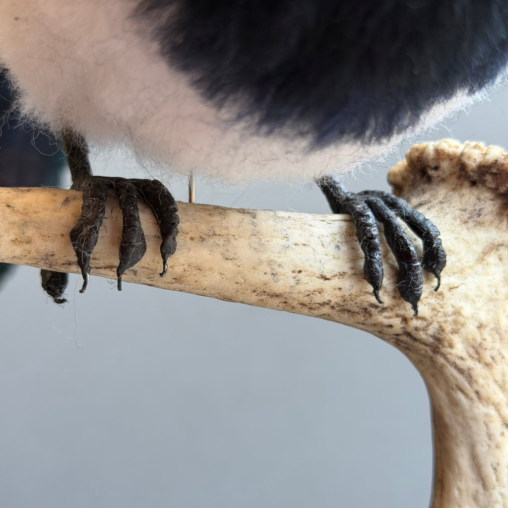 Needle Felted Magpie on Horn ‘Morgana’