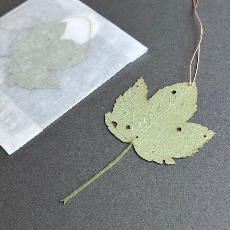 Single Sycamore Leaf - Green