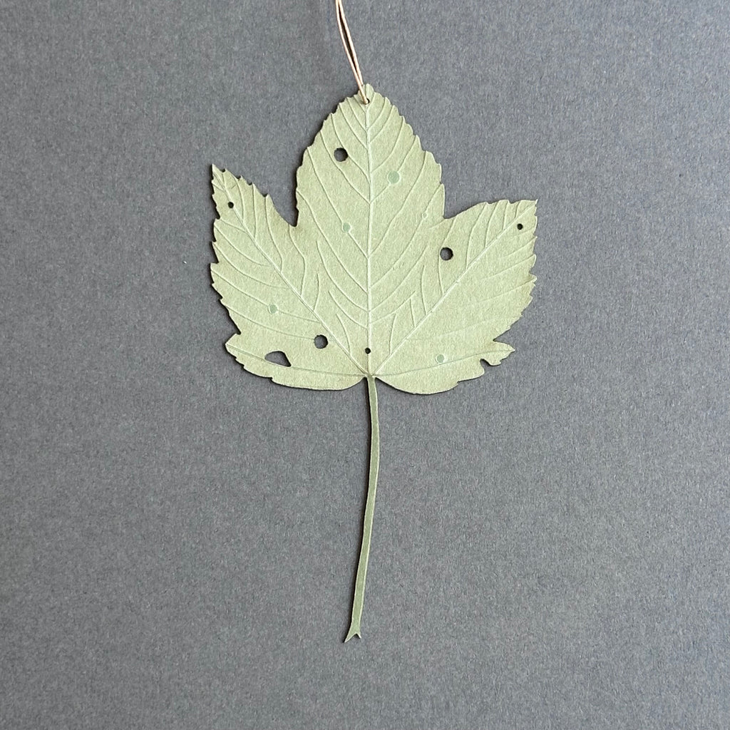 Single Sycamore Leaf - Green