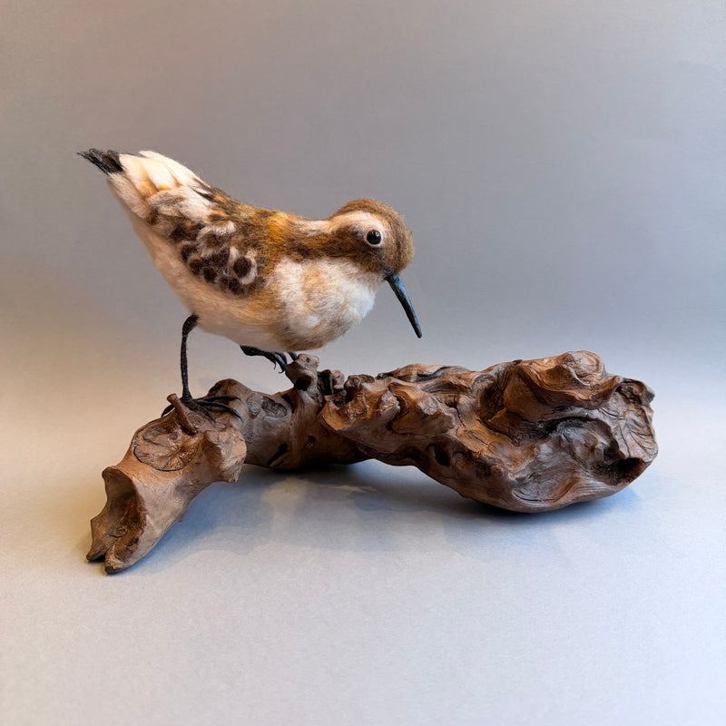 Needle Felted Little Stint on Bogwood