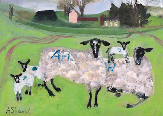G/Card - Arabella Shand - Sheep Country