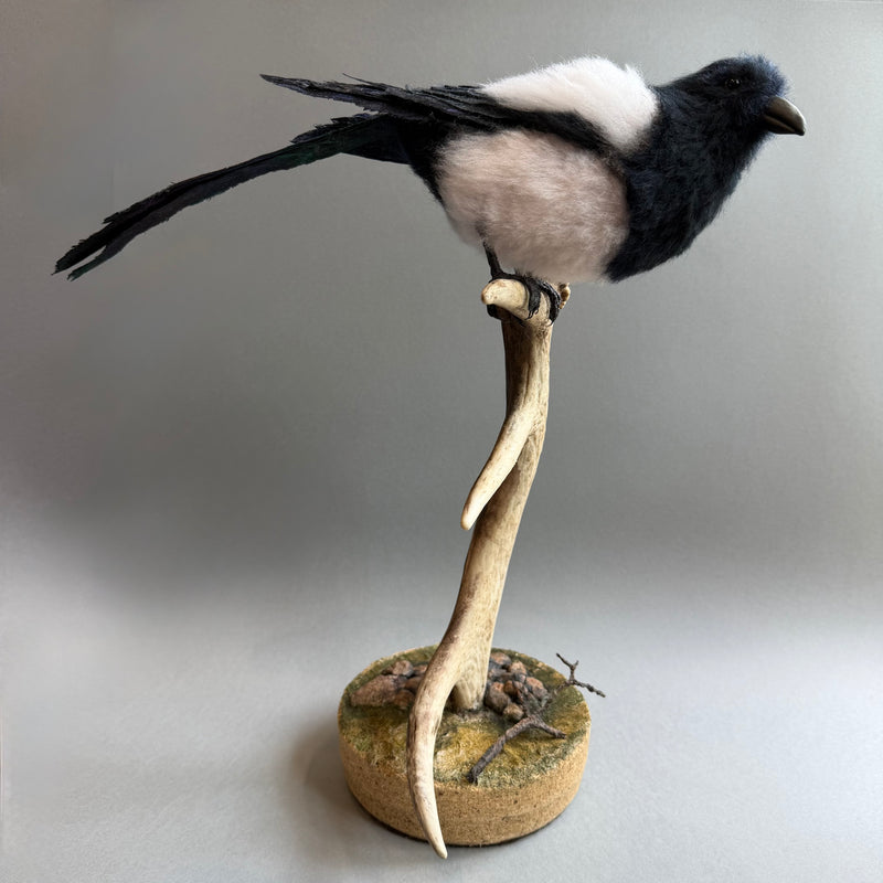 Needle Felted Magpie on Horn ‘Morgana’